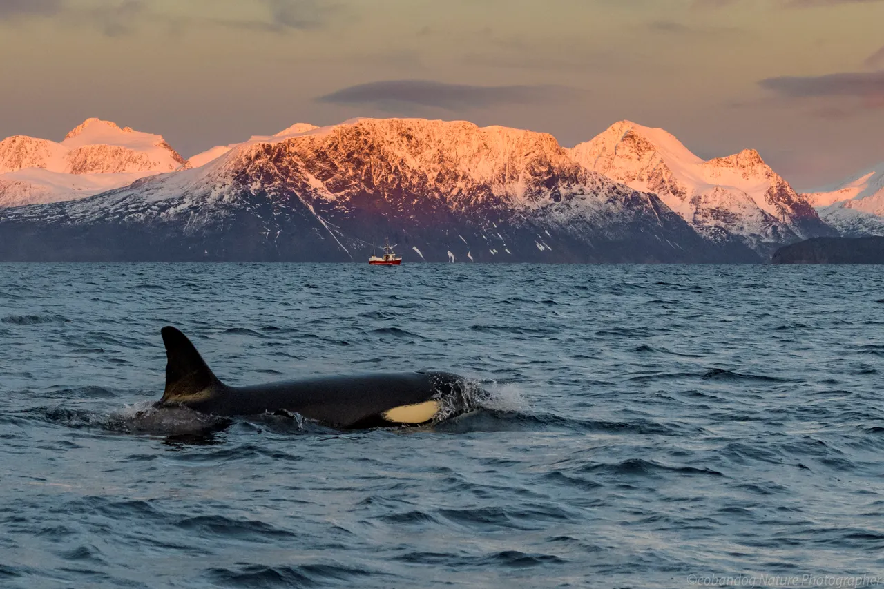 Orcas im winterlichen Fjord nördlich des Polarkreises in Norwegen